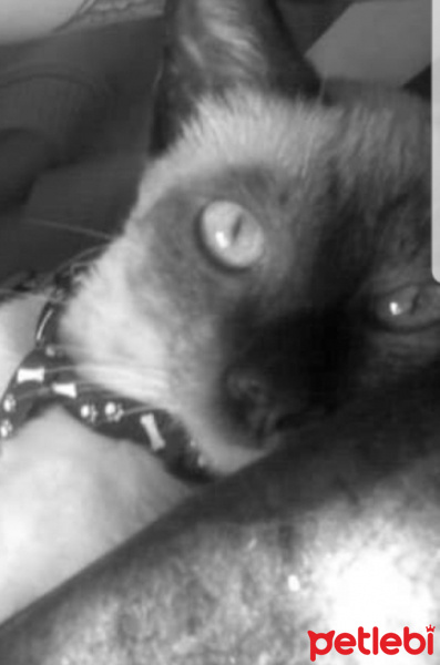 Siyam Kedisi, Kedi  Zelta fotoğrafı