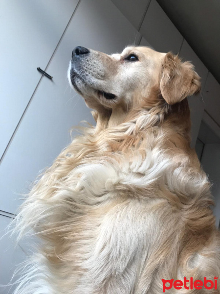 Golden Retriever, Köpek  Sam fotoğrafı