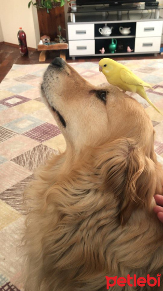Golden Retriever, Köpek  Sam fotoğrafı