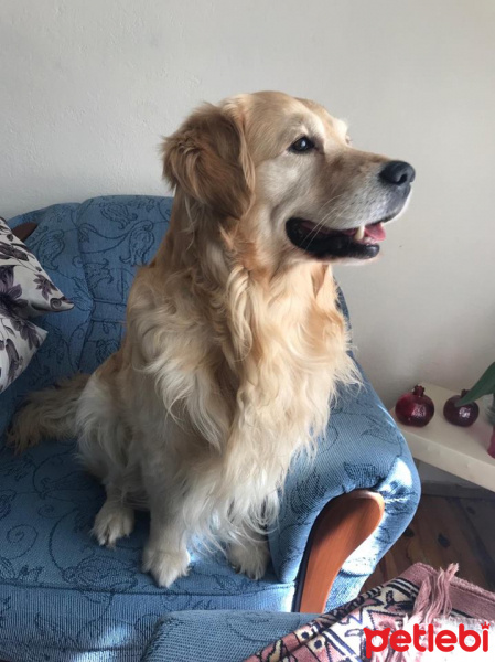 Golden Retriever, Köpek  Sam fotoğrafı