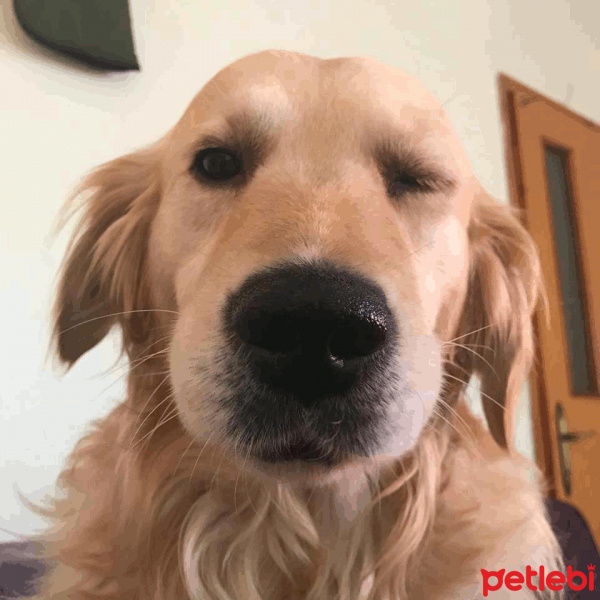 Golden Retriever, Köpek  Sam fotoğrafı