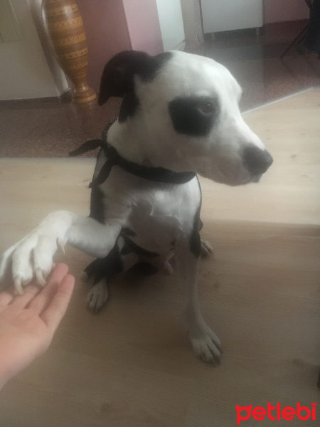 Amerikan Pitbull Terrier, Köpek  Mari fotoğrafı