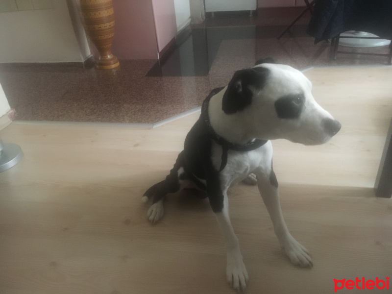 Amerikan Pitbull Terrier, Köpek  Mari fotoğrafı