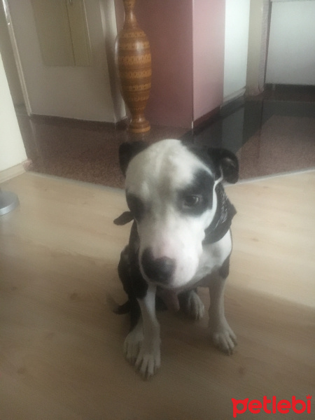 Amerikan Pitbull Terrier, Köpek  Mari fotoğrafı