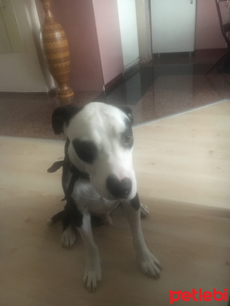Amerikan Pitbull Terrier, Köpek  Mari fotoğrafı