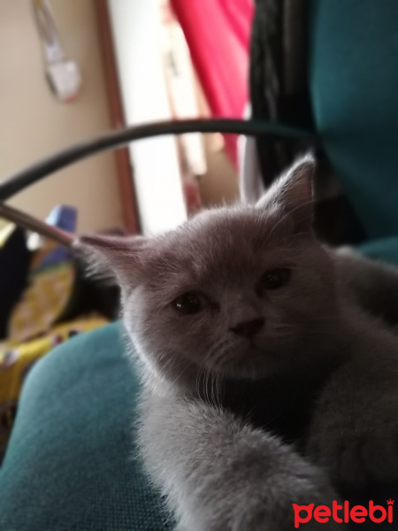 British Shorthair, Kedi  Dora fotoğrafı