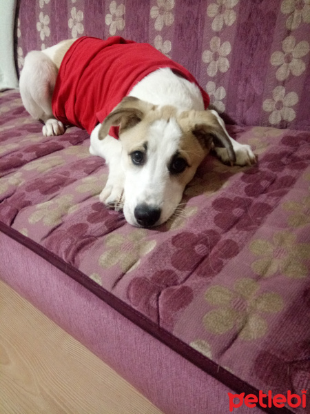 Jack Russell Terrier, Köpek  Rush fotoğrafı