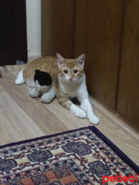Tekir Kedi, Kedi  Tarçın fotoğrafı