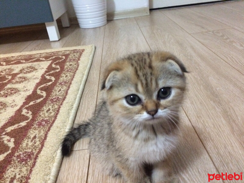 Scottish Fold, Kedi  Tarçın fotoğrafı