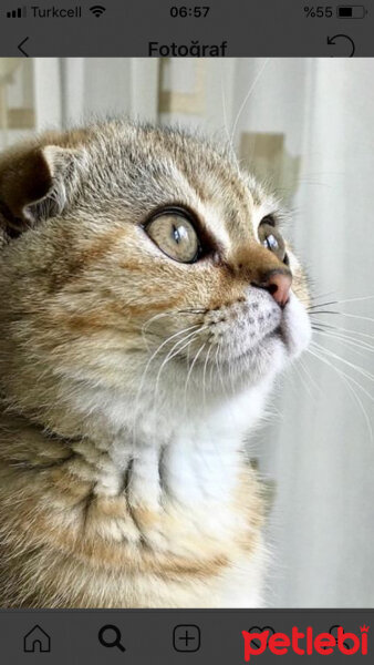 Scottish Fold, Kedi  Tarçın fotoğrafı