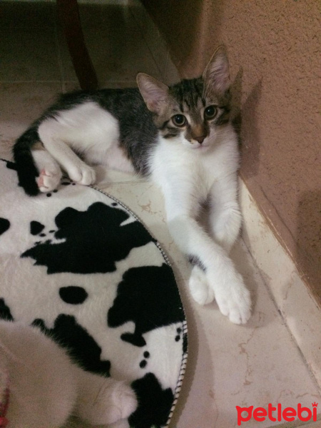 Tekir Kedi, Kedi  böcek fotoğrafı