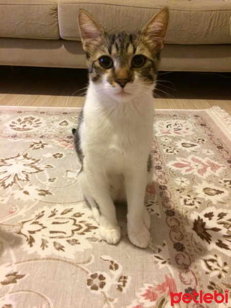 Tekir Kedi, Kedi  böcek fotoğrafı
