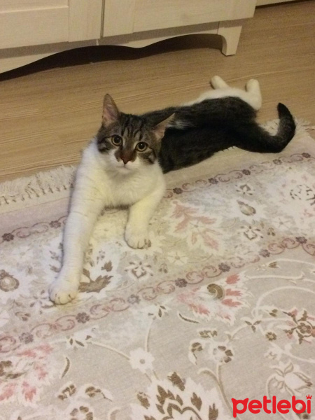Tekir Kedi, Kedi  böcek fotoğrafı