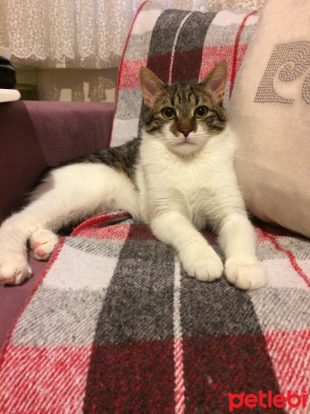 Tekir Kedi, Kedi  böcek fotoğrafı
