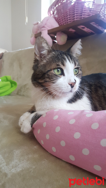 Tekir Kedi, Kedi  Boncuk fotoğrafı