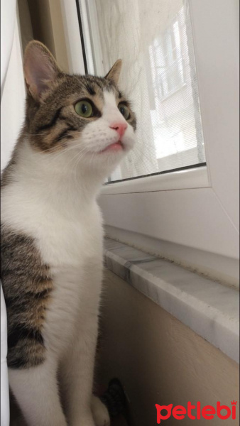 Tekir Kedi, Kedi  obur fotoğrafı