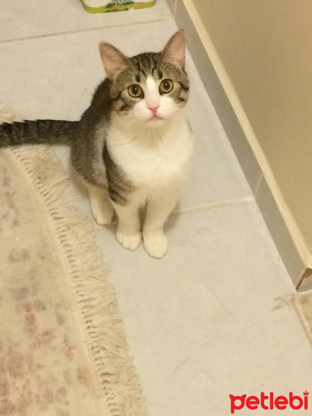 Tekir Kedi, Kedi  obur fotoğrafı