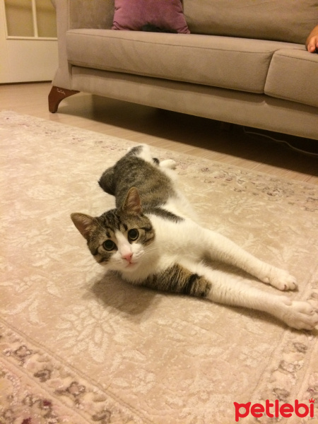 Tekir Kedi, Kedi  obur fotoğrafı