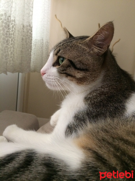 Tekir Kedi, Kedi  obur fotoğrafı