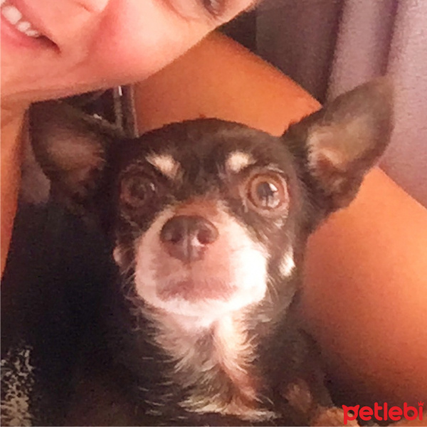 Minyatür Pinscher, Köpek  Magy fotoğrafı