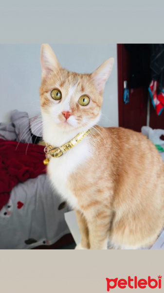 Tekir Kedi, Kedi  Sipsi fotoğrafı