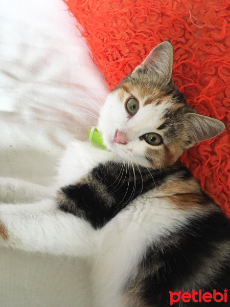 Tekir Kedi, Kedi  mumu fotoğrafı