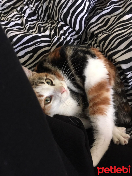 Tekir Kedi, Kedi  mumu fotoğrafı