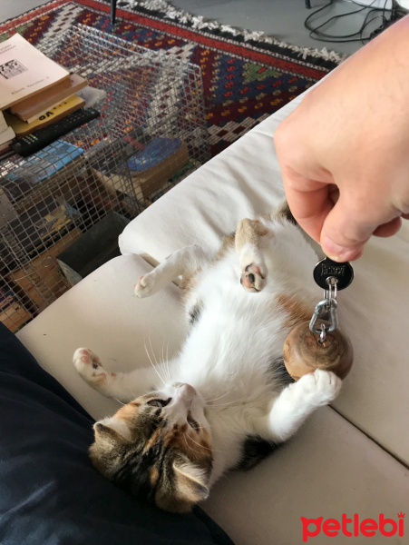 Tekir Kedi, Kedi  mumu fotoğrafı