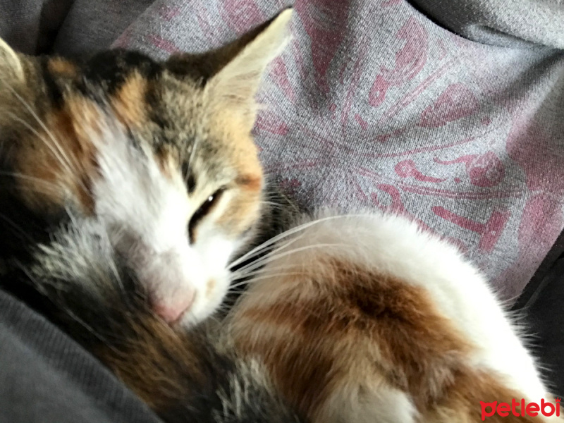 Tekir Kedi, Kedi  mumu fotoğrafı