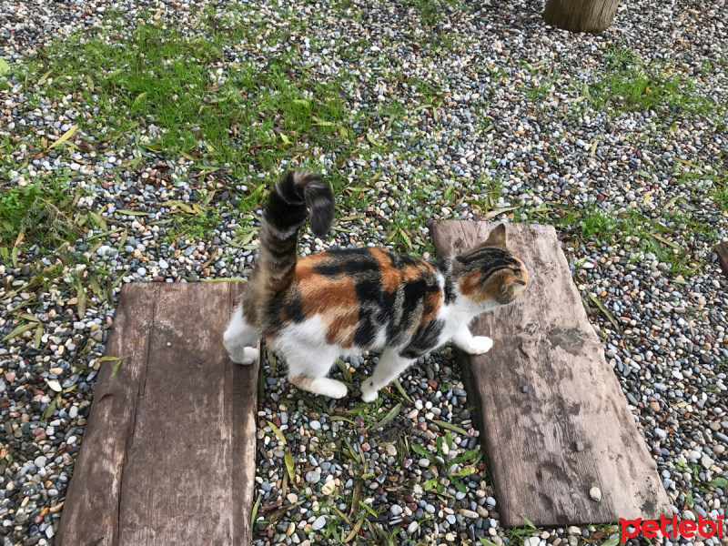 Tekir Kedi, Kedi  mumu fotoğrafı
