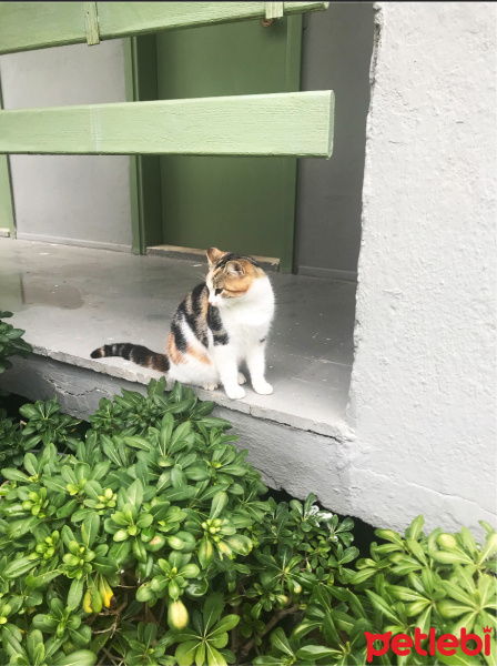 Tekir Kedi, Kedi  mumu fotoğrafı