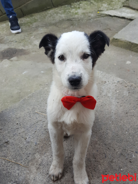 Jack Russell Terrier, Köpek  Oscar fotoğrafı