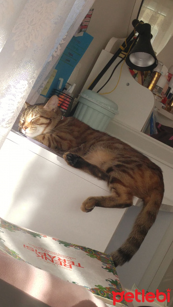 Tekir Kedi, Kedi  Luna fotoğrafı