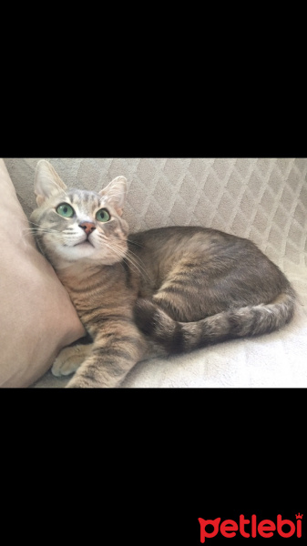 Tekir Kedi, Kedi  Jonathan fotoğrafı
