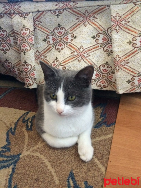Tekir Kedi, Kedi  Minnak fotoğrafı