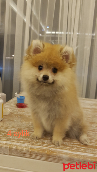 Pomeranyalı, Köpek  Tuffy fotoğrafı