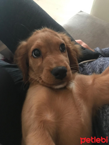 Amerikan Cocker Spaniel, Köpek  gofret fotoğrafı