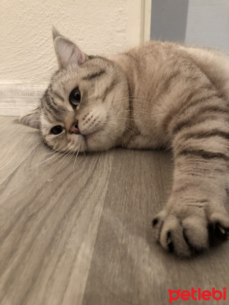 British Shorthair, Kedi  Sakız fotoğrafı