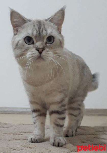 British Shorthair, Kedi  Sakız fotoğrafı