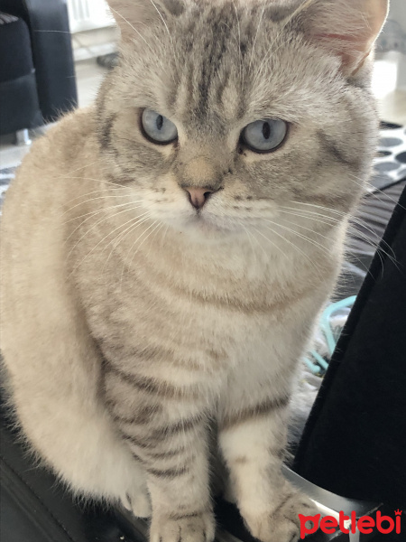 British Shorthair, Kedi  Sakız fotoğrafı