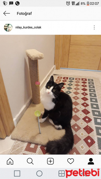 Tekir Kedi, Kedi  Meloş fotoğrafı