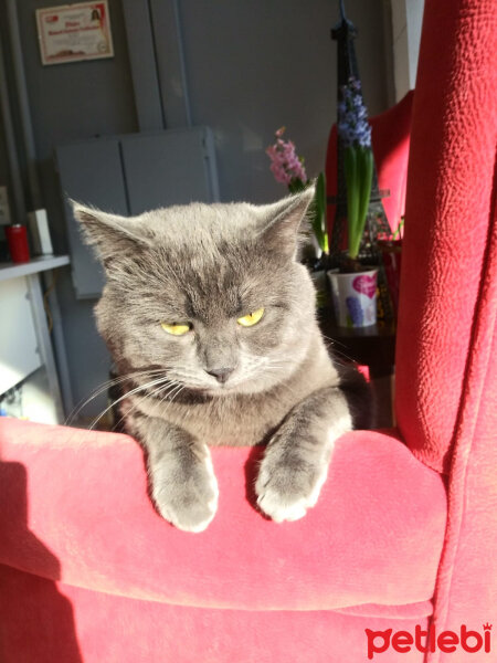 British Shorthair, Kedi  tombi fotoğrafı