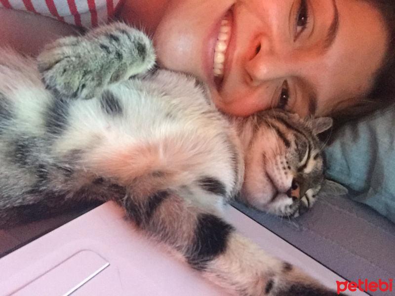 Tekir Kedi, Kedi  Cookie fotoğrafı
