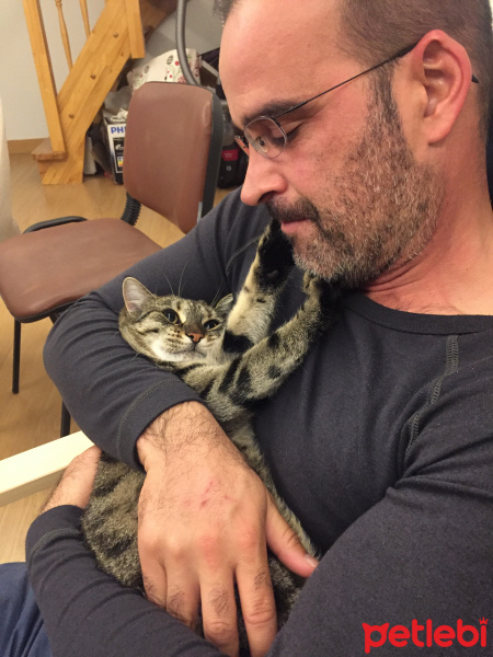 Tekir Kedi, Kedi  Cookie fotoğrafı