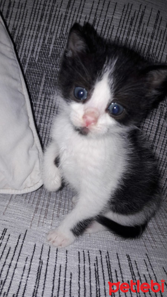 Tekir Kedi, Kedi  Mimi fotoğrafı