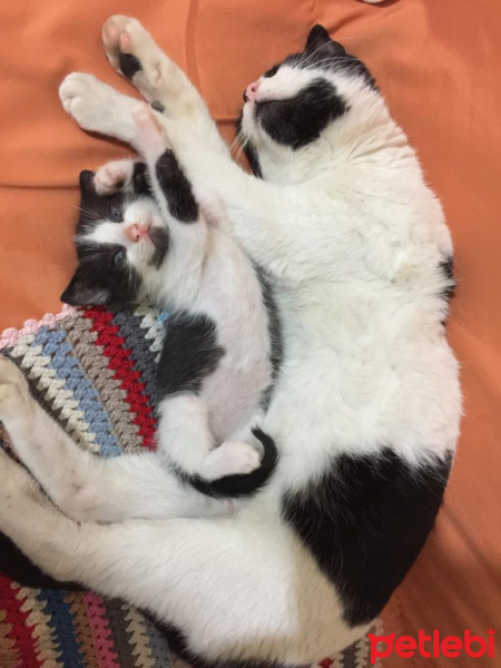 Tekir Kedi, Kedi  Mimi fotoğrafı