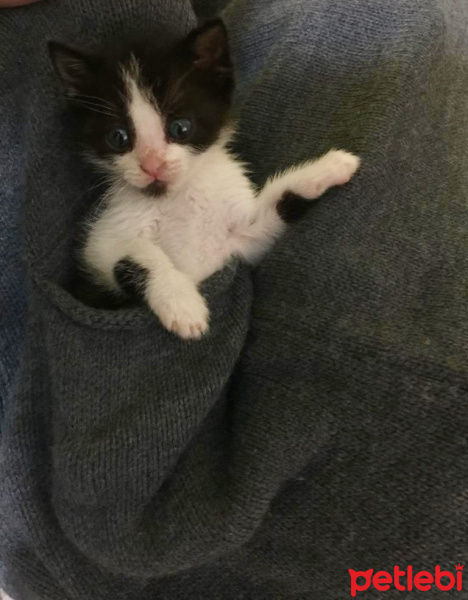 Tekir Kedi, Kedi  Mimi fotoğrafı