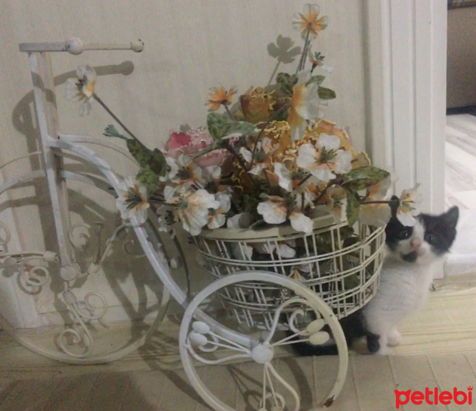 Tekir Kedi, Kedi  Mimi fotoğrafı