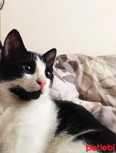 Tekir Kedi, Kedi  Mimi fotoğrafı