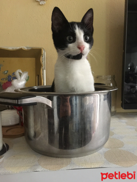 Tekir Kedi, Kedi  Mimi fotoğrafı